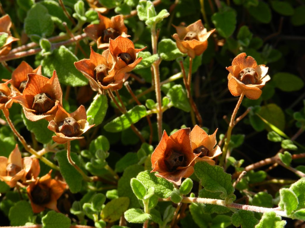 Cistus creticus (Cistaceae)